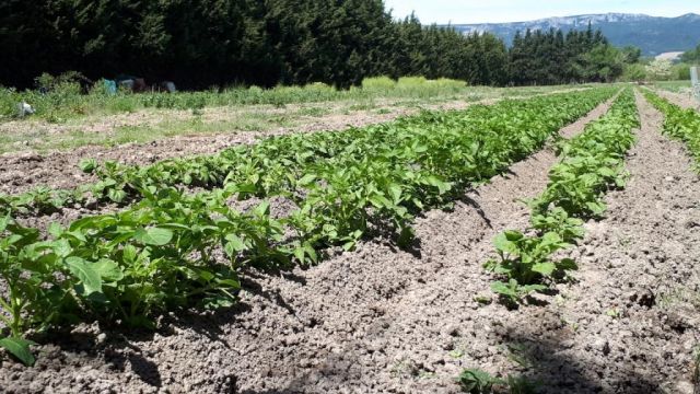 Quel plant de pomme de terre choisir ??? - Page 2 28.58