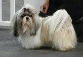 Nos chiens prennent la pose, statique exposition. - Page 2 9x7v6d17