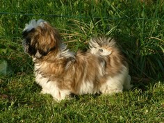 Nos chiens prennent la pose, statique exposition. - Page 2 Buqbfzeo