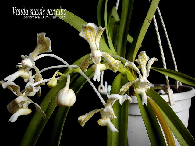 Vanda suavis var alba - Orchid Board - Most Complete Orchid Forum on ...