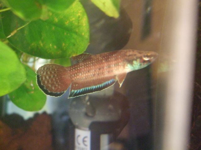 [VEND] Betta Simplex et Gourami chocolat [62]